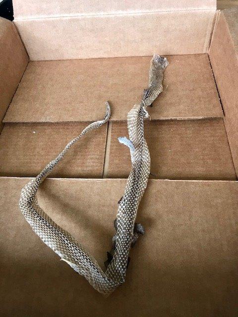 Los Angeles snake skin